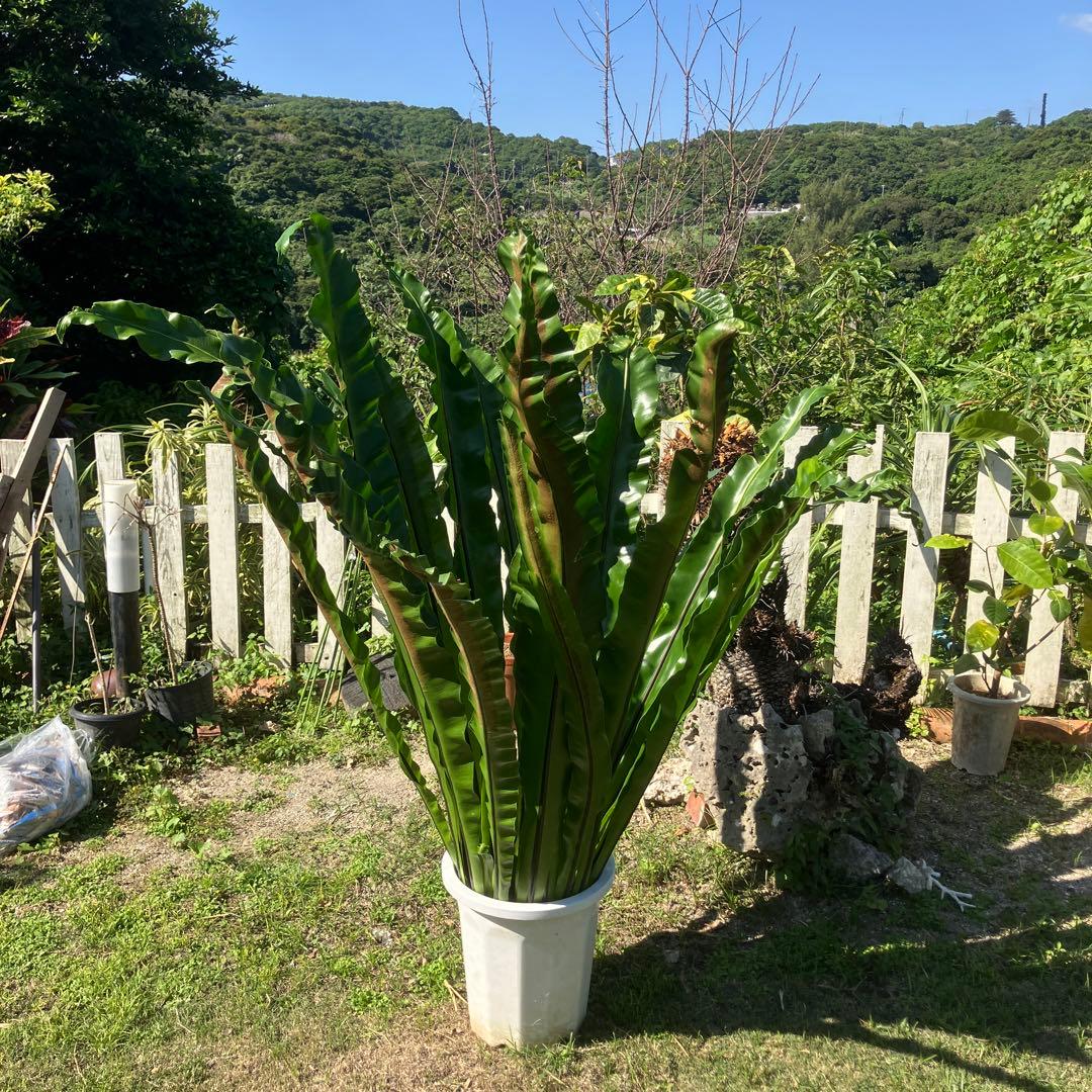 オオタニワタリ